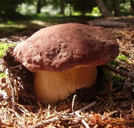 Casa Gredos- Chimenea , Setas , Bbq , Relax * Mombeltrán