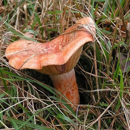 Casa Gredos- Chimenea , Setas , Bbq , Relax Сasa de vacaciones *