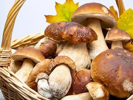 Casa Gredos- Chimenea , Setas , Bbq , Relax Mombeltrán