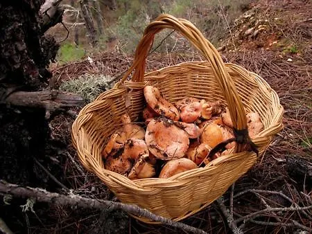 Casa Gredos- Chimenea , Setas , Bbq , Relax Dom wakacyjny *